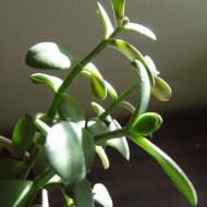 Jade Plant in Sunlight