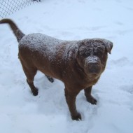 photo of brown dog dusted with a covering of snowflakes