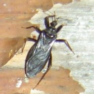 Black Bug photo of a black bug on wall with peeling paint