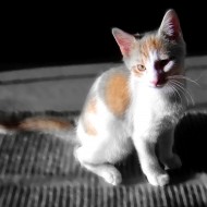 colorized photo of a calico kitten sitting in a sunbeam with textured background