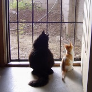 photo of a cat and kitten gazing out a screen door with sunlight pouring in