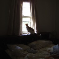 photo of a cat looking through a sunny window with bed in foreground