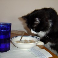 Cat Sniffing Breakfast Cereal Cat Sniffing Breakfast Cereal