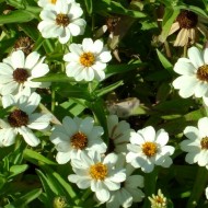 photo of white daisies in the sunlight