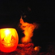 Halloween Candle with Black and White Cat Halloween Candle with Black and White Cat