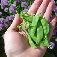 Hand Full of Snow Peas Hand Full of Snow Peas