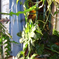 House Plants in Window