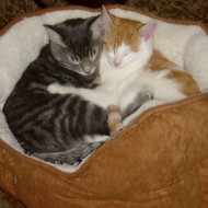 cute photo of two kittens one grey and one orange hugging in a kitty cat bed
