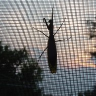 Preying Mantis on Window Screen at Dusk photo of a preying mantis on a window screen