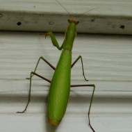 Preying Mantis photo of a large preying mantis