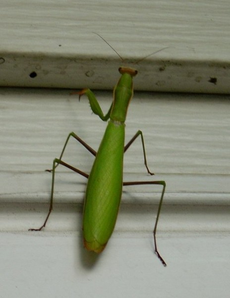 photo of a large preying mantis