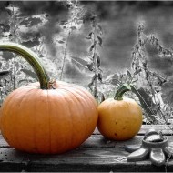 Pumpkins on black and white patterned background colorized photo of two pumpkins on a garden bench