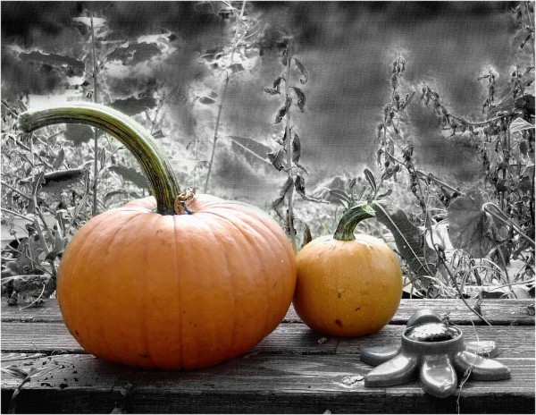 colorized photo of two pumpkins on a garden bench
