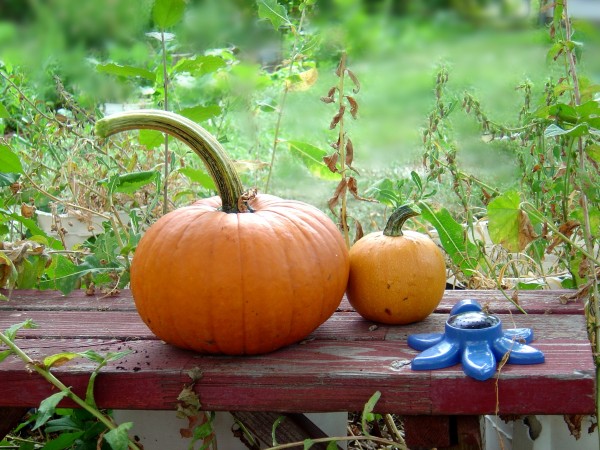 Photo of two orange pumpkins on a garden bench with a sprinkler