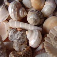 close up photo of a bunch of different sea shells