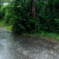 Photo of falling rain with telephone pole and green bushes