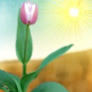 Tulip Watercolor Watercolor painting of a tulip with sun in the background
