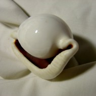 close up photo of a shiny white sea shell on a white background
