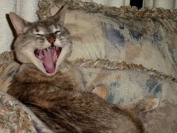 Photo of gray tabby cat with its mouth open yawning