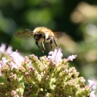 close up shot of a bee taking flight from some purple flowers