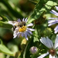 Bumble Bee on tiny light purple colored flower