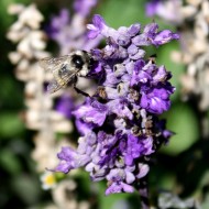 close up photo of a bee on some tiny purple flowers