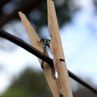 clothespin on line closeup free photo of a wooden clothespin on a clothesline