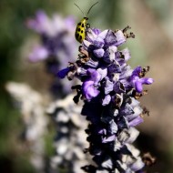 cucumber beetle on lavender flowers free photograph of a spotted yellow cucumber beetle on purple lavender flowers
