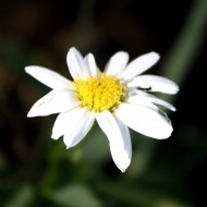 close up photo of a white daisy blooming