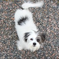 Free photo of a gray and white terrier dog