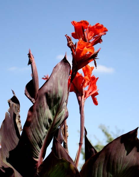 Free photo of red king humbert canna lilies