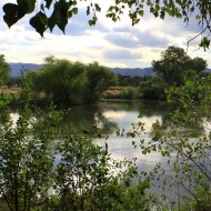 lake through trees Free photo of a lake seen through the branches of a tree