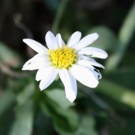 photo of a white daisy flower
