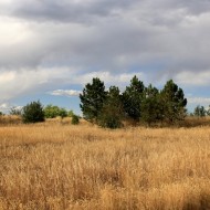 meadow with pine trees Free photo of a meadow with tall brown grass and pine trees