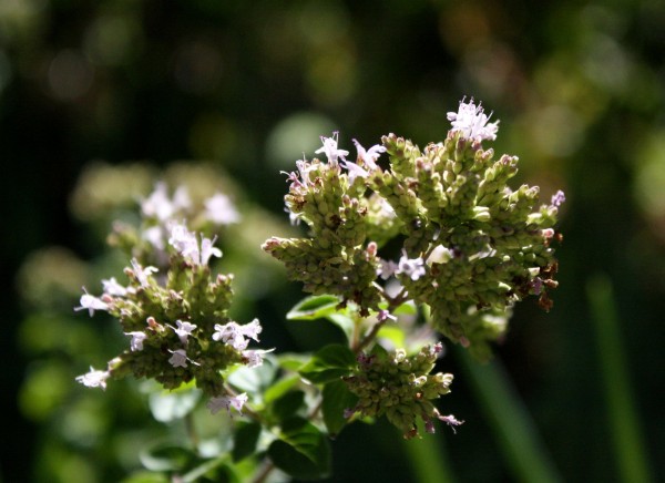 closeup photo of blooming oregano flowers