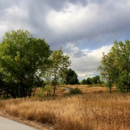 path through meadow with trees free photograph of a path through a meadow with tall grass and trees