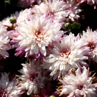 chrysanthemums Pictures | Free Photographs | Photos Public Domain
