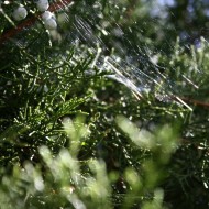 Spider Web in Juniper Tree photo of sun striking spider web in evergreen branches