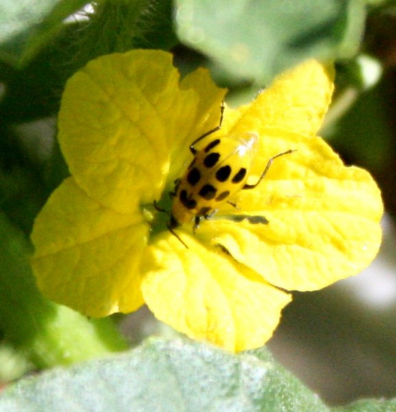 closeup photo of a yellow beetle with black spots on a cucumber flower