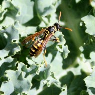 Paper Wasp close up photo of a paper wasp