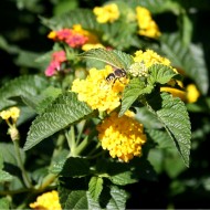 wasp on yellow flowers free photo of a wasp on yellow flowers of a butterfly bush