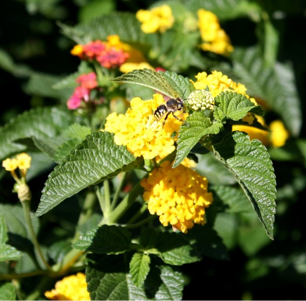 free photo of a wasp on yellow flowers of a butterfly bush
