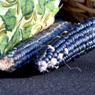 Free photo of two ears of blue corn Free photo of two ears of blue corn