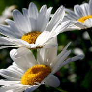 Free close up flowers picture of white daisies from the side