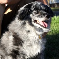 gray_dog_thumbnail