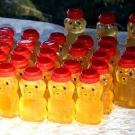 Free photo of rows of honey in bear jars in the sun Free photo of rows of honey in bear jars in the sun