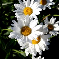 Free photograph of white daisies. Flowers