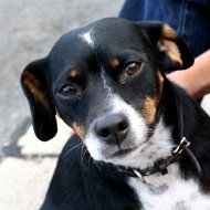 black brown and white dog - free high resolution photo