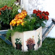 free photo of chrysanthemums in a watering can pot