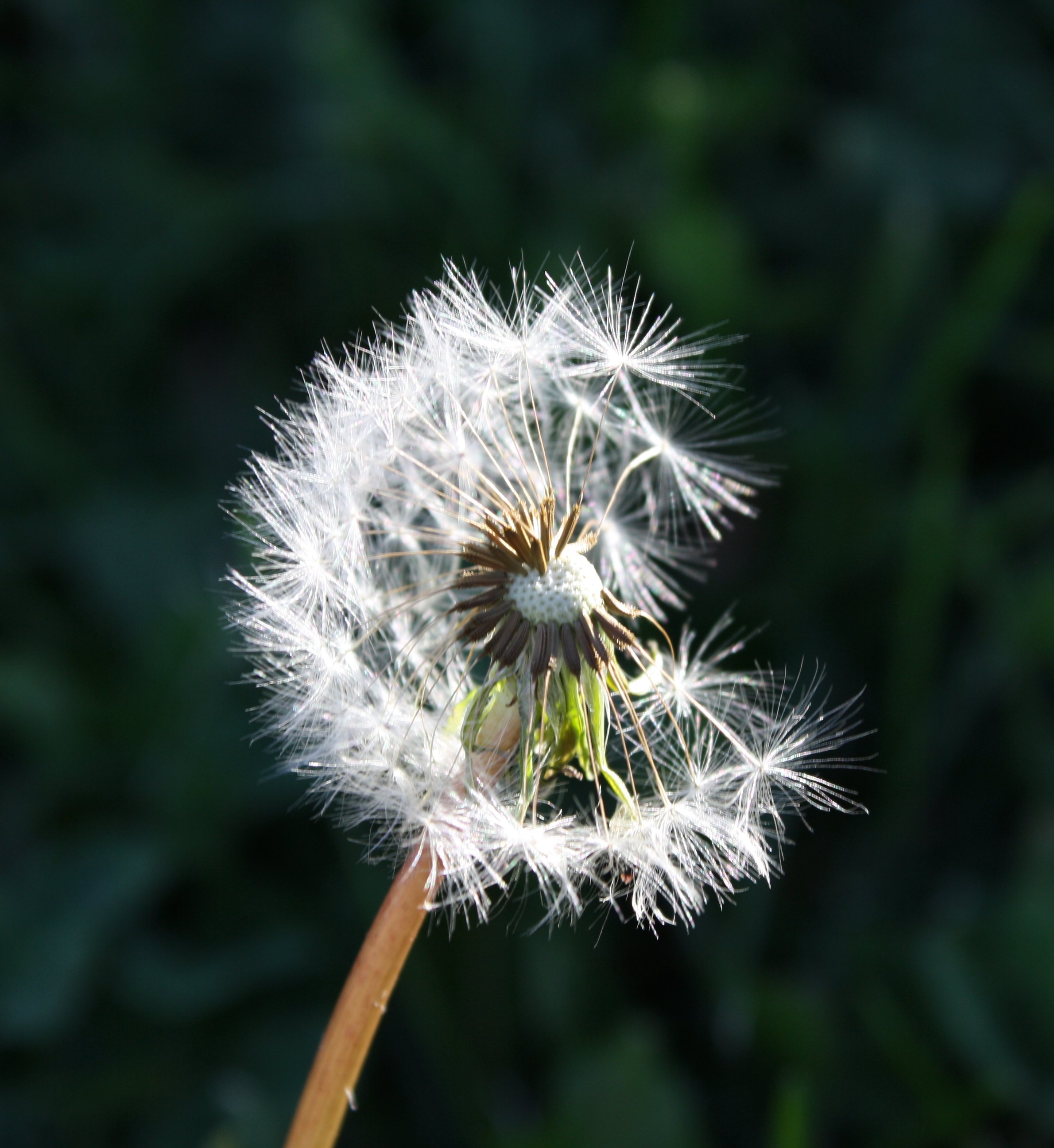 dandelion-seeds-picture-free-photograph-photos-public-domain